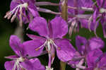 Fireweed